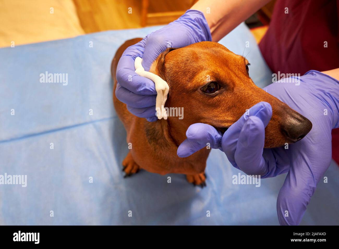 Cleaning the ears of a dog in a veterinary clinic Stock Photo Alamy