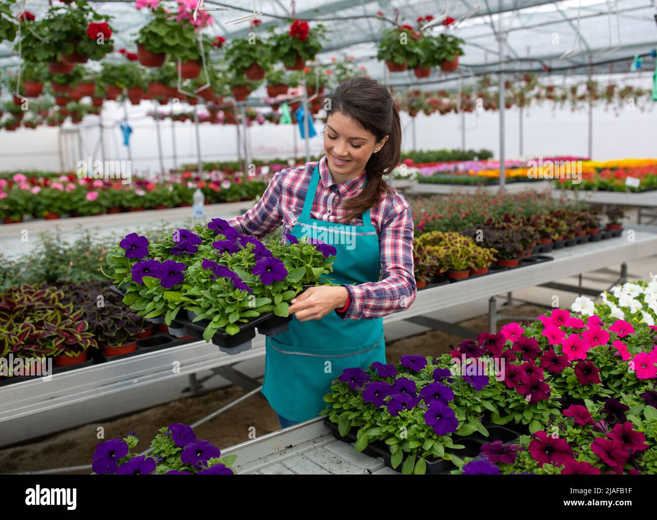 Female florist in nursery garden holding a tray with flowers in a pot ...