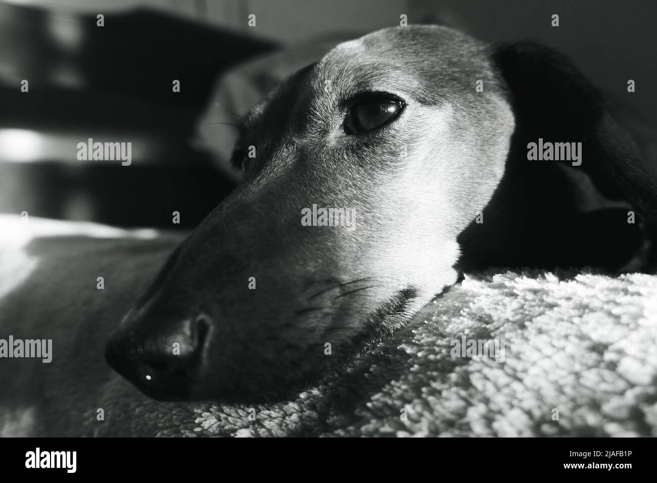 Black and white portrait of a dog Stock Photo - Alamy