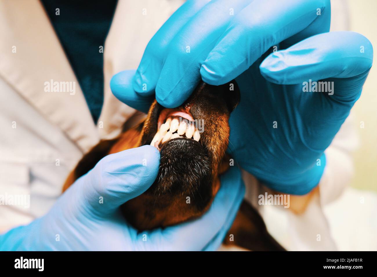 Examination of the dog's mouth in a veterinary clinic Stock Photo Alamy