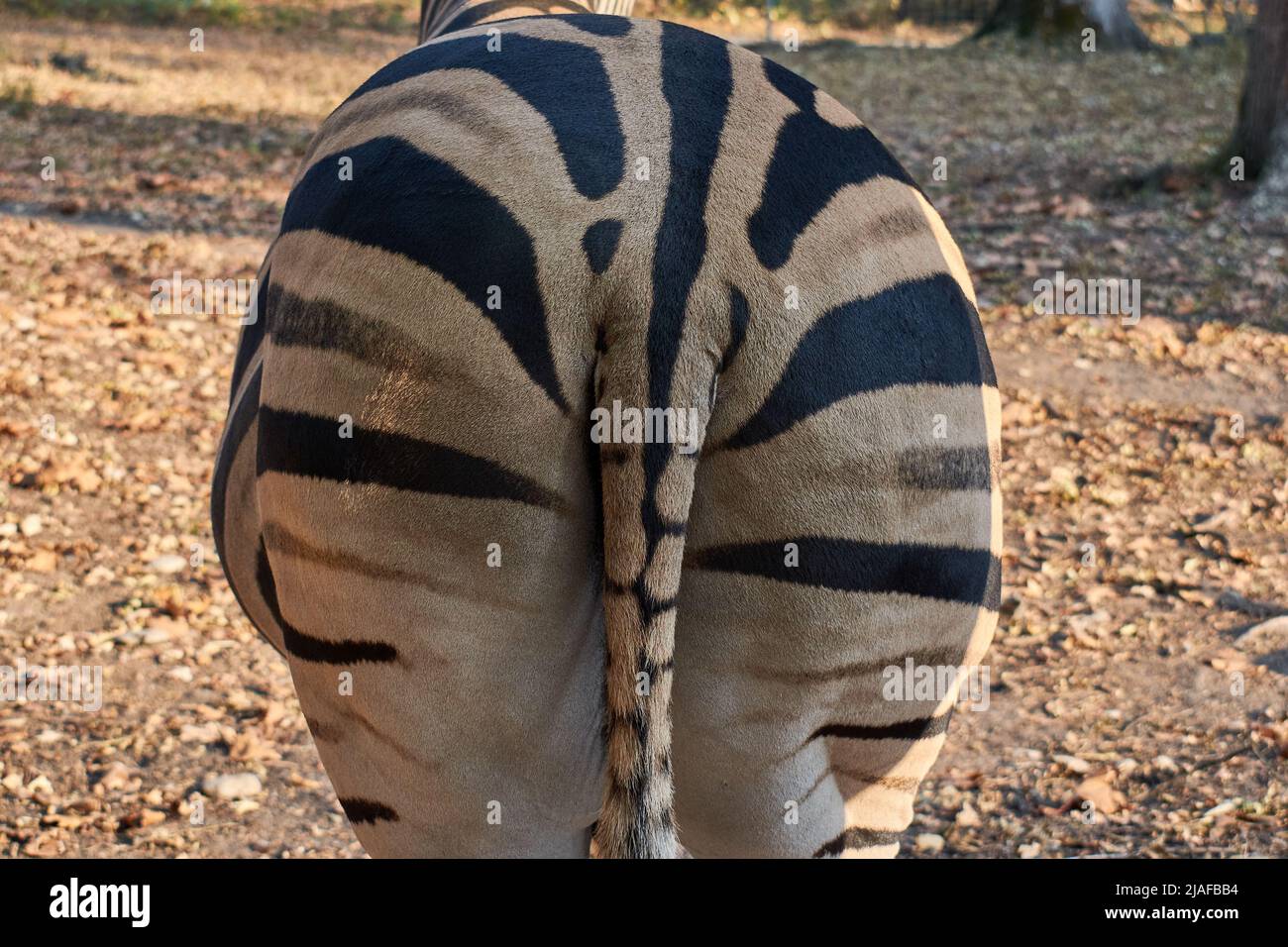 The back of a zebra at the zoo Stock Photo - Alamy