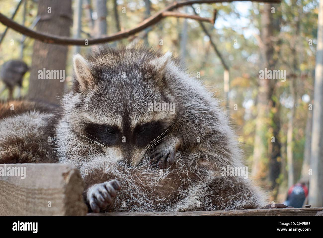 Portrait of a raccoon watching at the camera Stock Photo