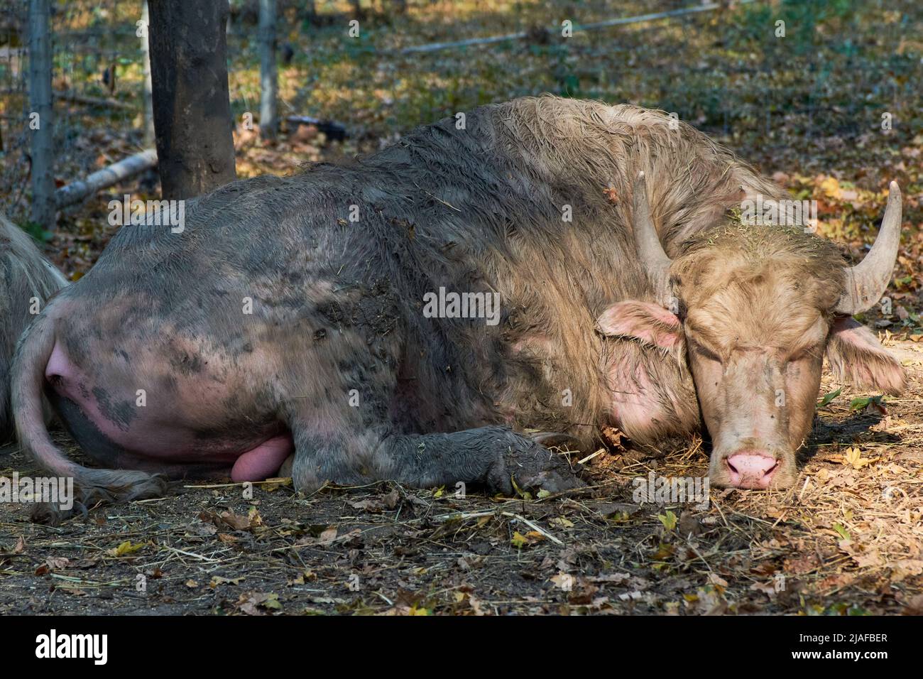 Portrait of a White buffalo (Bos bubalus var. alba) sitting on the ground in shadow Stock Photo