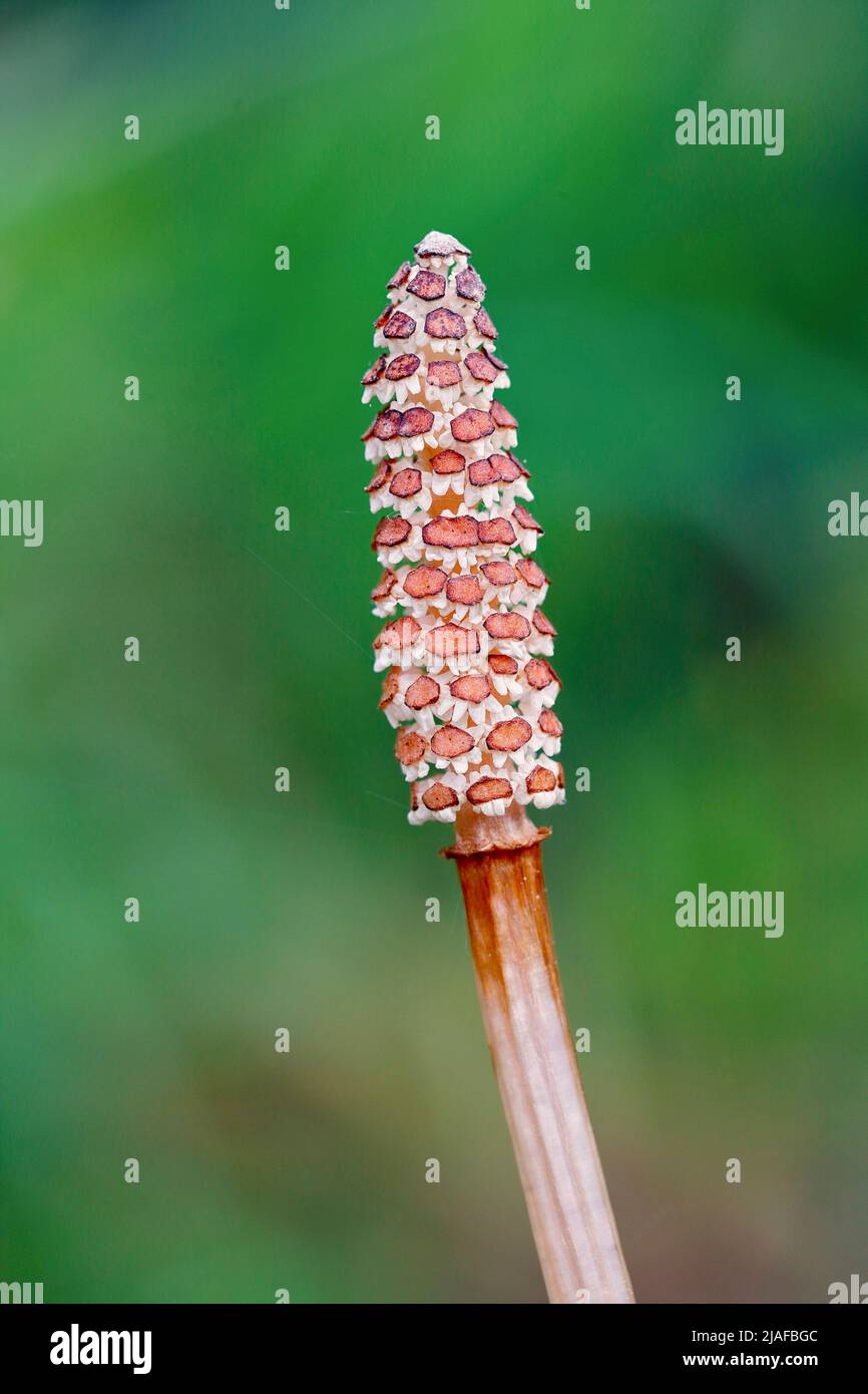 field horsetail (Equisetum arvense), fertile stem with cone, Germany Stock Photo
