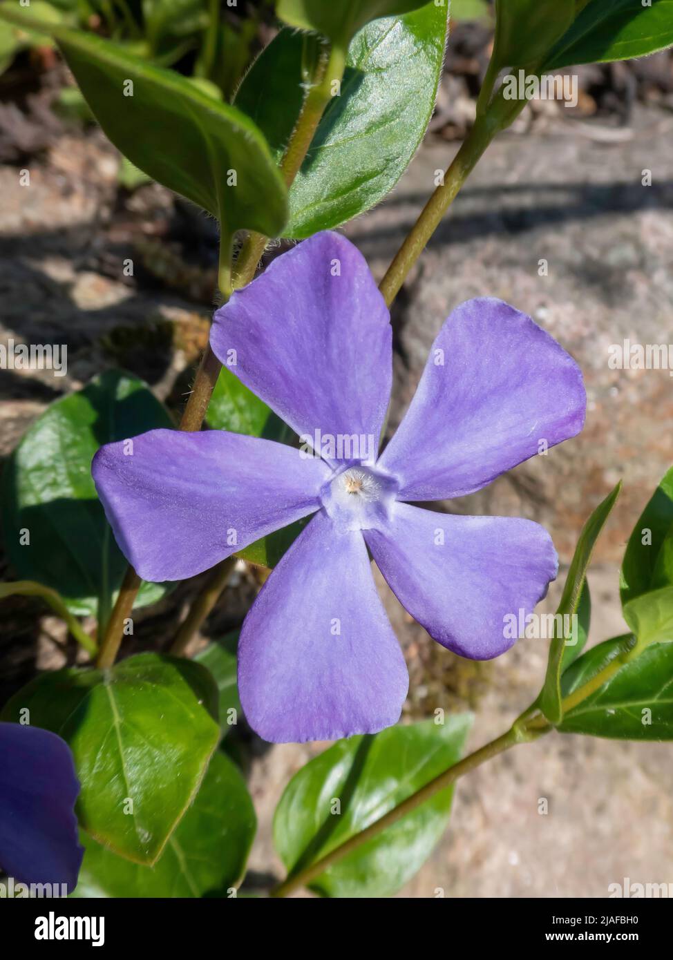 greater periwinkle (Vinca major), flower, Germany Stock Photo