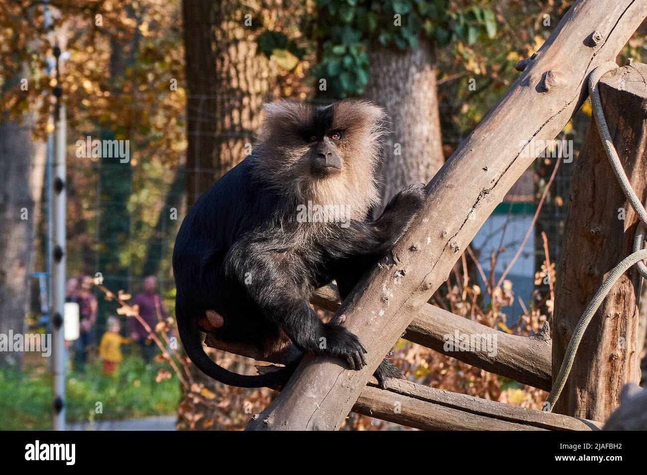 The lion-tailed macaque (Macaca silenus), also known as the wanderoo ...