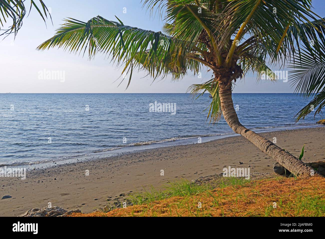 coconut palm (Cocos nucifera), on the black lava beach of Lovina, Indonesia, Bali Stock Photo