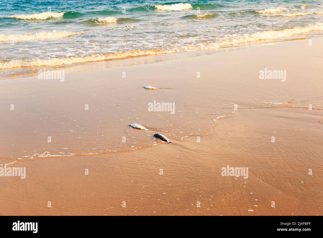 three dead fish washed up on the beach Stock Photo