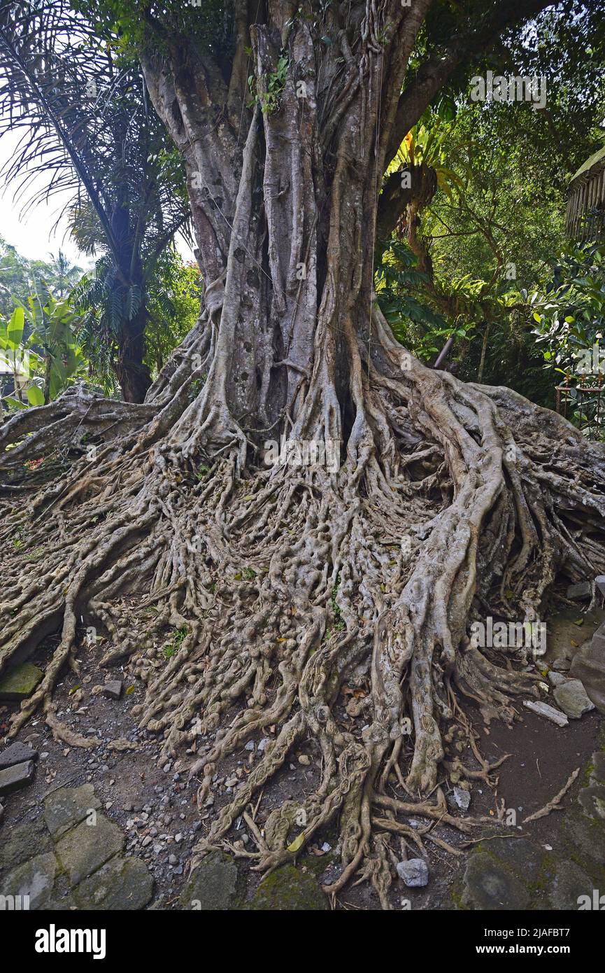 fig (Ficus spec.), overground roots of a fig tree at water temple of Tirta Empul, Indonesia, Bali Stock Photo