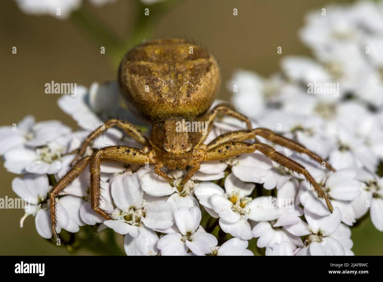 crab spider (Xysticus spec.), on flowering yarrow, Achillea millefolium