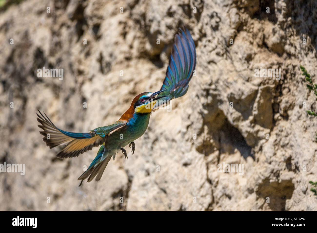 European bee eater (Merops apiaster), in flight in front of a steep wall, side view, Germany, Baden-Wuerttemberg Stock Photo