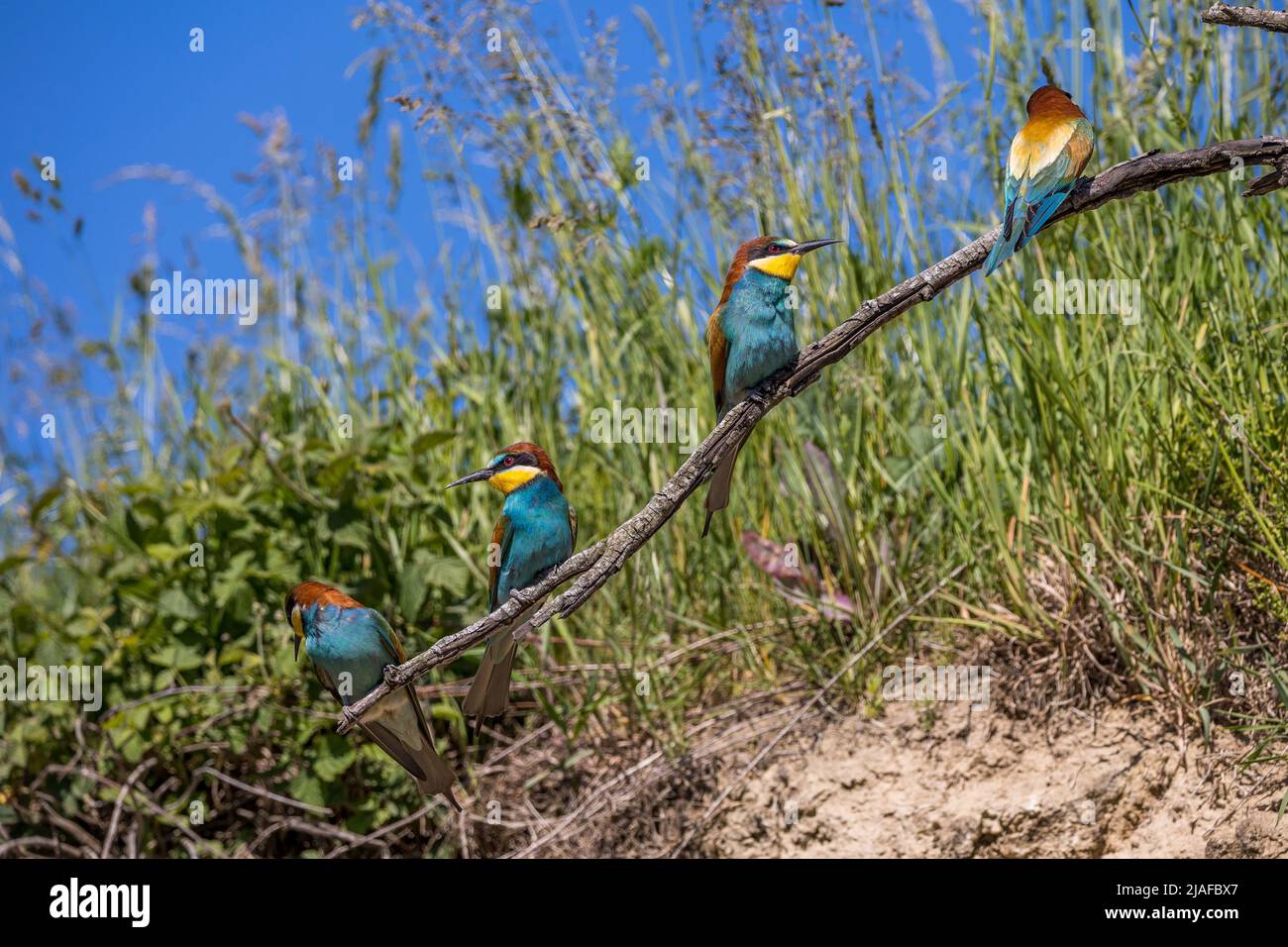 European bee eater (Merops apiaster), four bee eaters perching together on a dead branch, Germany, Baden-Wuerttemberg Stock Photo