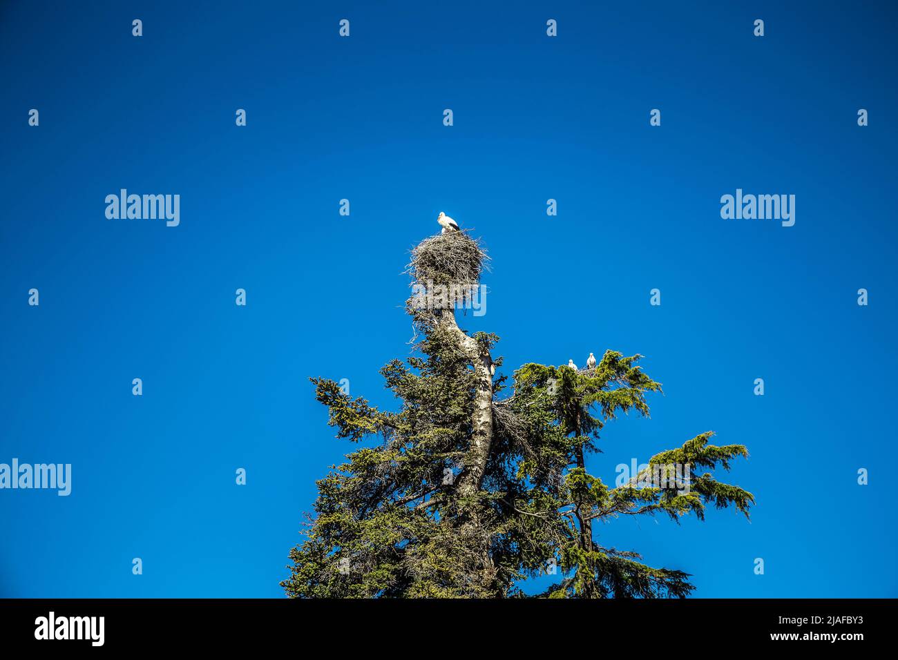 view from below of storks on tree top on blue sky Stock Photo