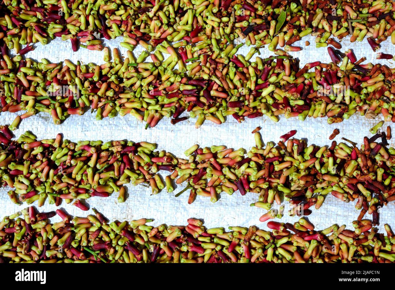 Clove (Syzygium aromaticum), Just harvested cloves, spread out for