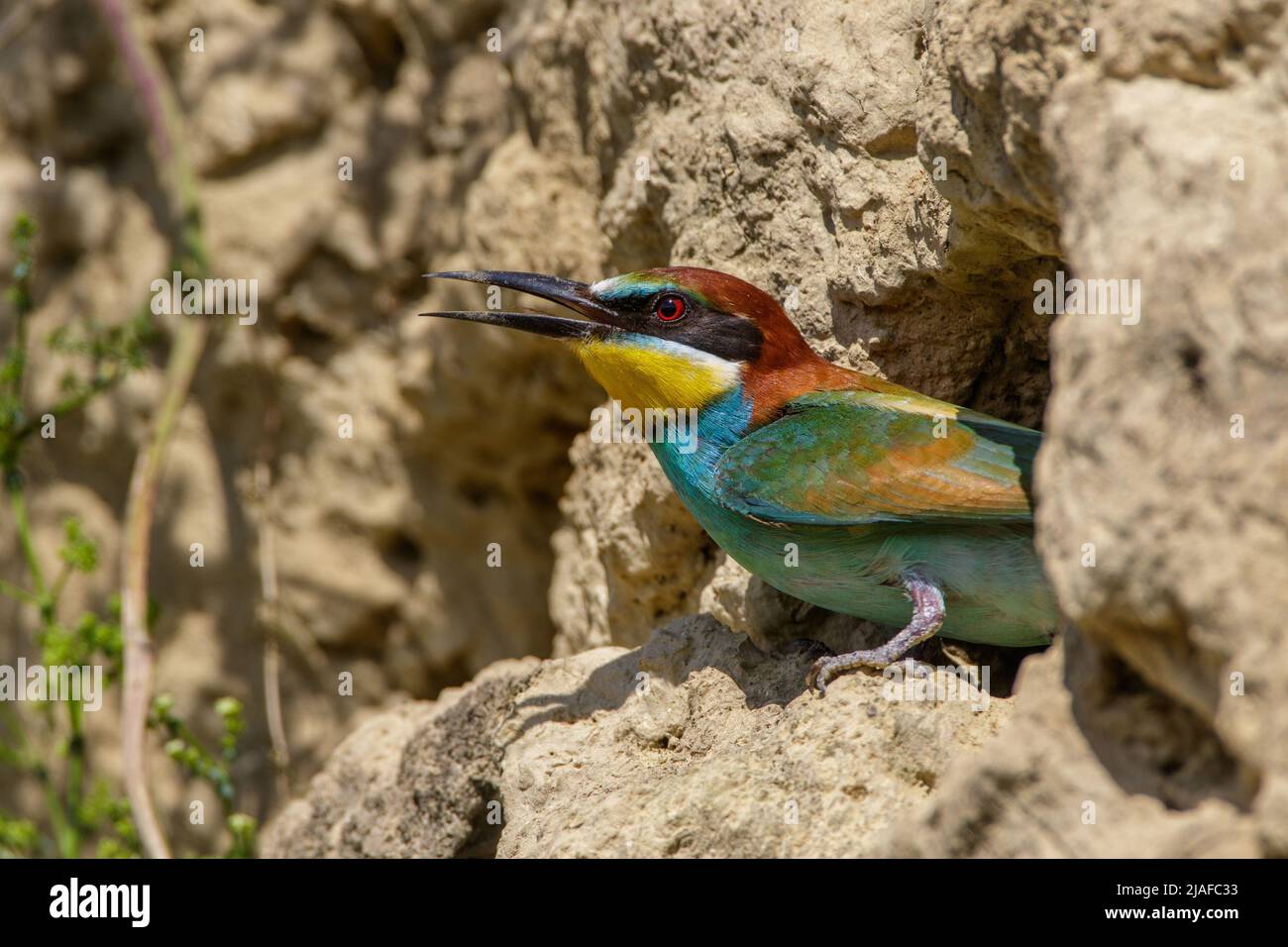 European bee eater (Merops apiaster), looking out a nesting hole, side view, Germany, Baden-Wuerttemberg Stock Photo