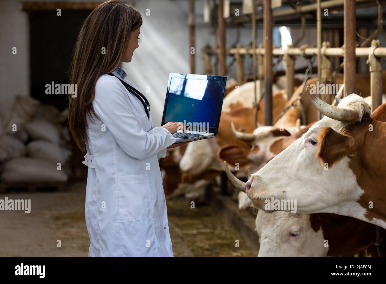Veterinarian examines and tends to the cow's on the local farm Stock Photo