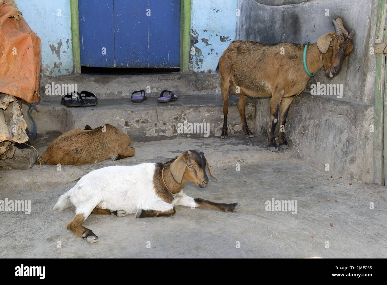 domestic goat (Capra hircus, Capra aegagrus f. hircus), goats in front of a house at the village Komodo, Indonesia, Komodo Island, Komodo National Stock Photo