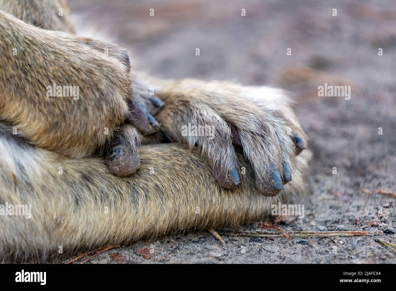 barbary ape, barbary macaque (Macaca sylvanus), hands and feet Stock Photo