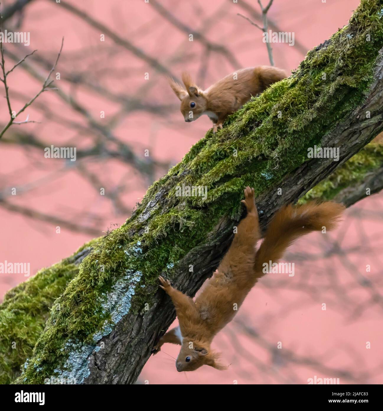 European red squirrel, Eurasian red squirrel (Sciurus vulgaris