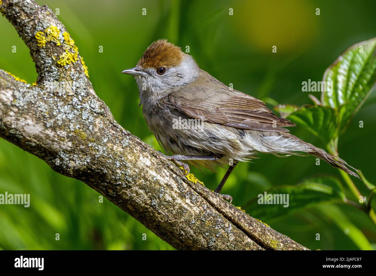 blackcap (Sylvia atricapilla), female perching on a branch, side view, Germany, Baden-Wuerttemberg Stock Photo