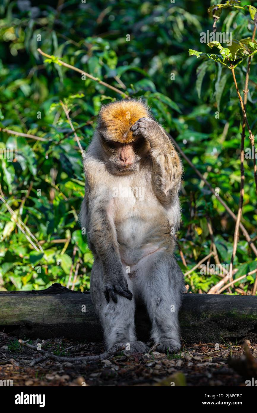 barbary ape, barbary macaque (Macaca sylvanus), sits on a log like a human scratches its head Stock Photo