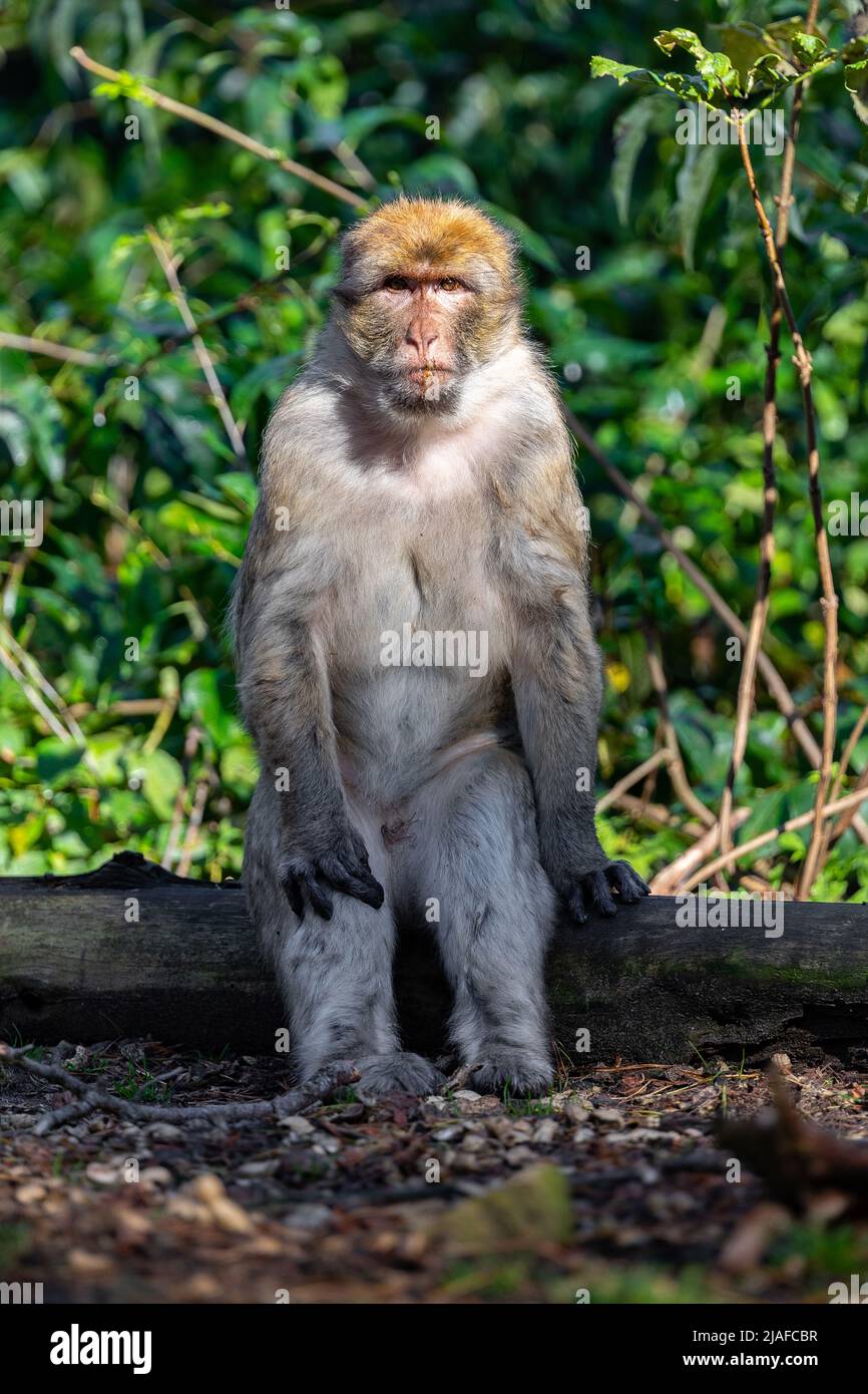 barbary ape, barbary macaque (Macaca sylvanus), sits on a log like a human Stock Photo