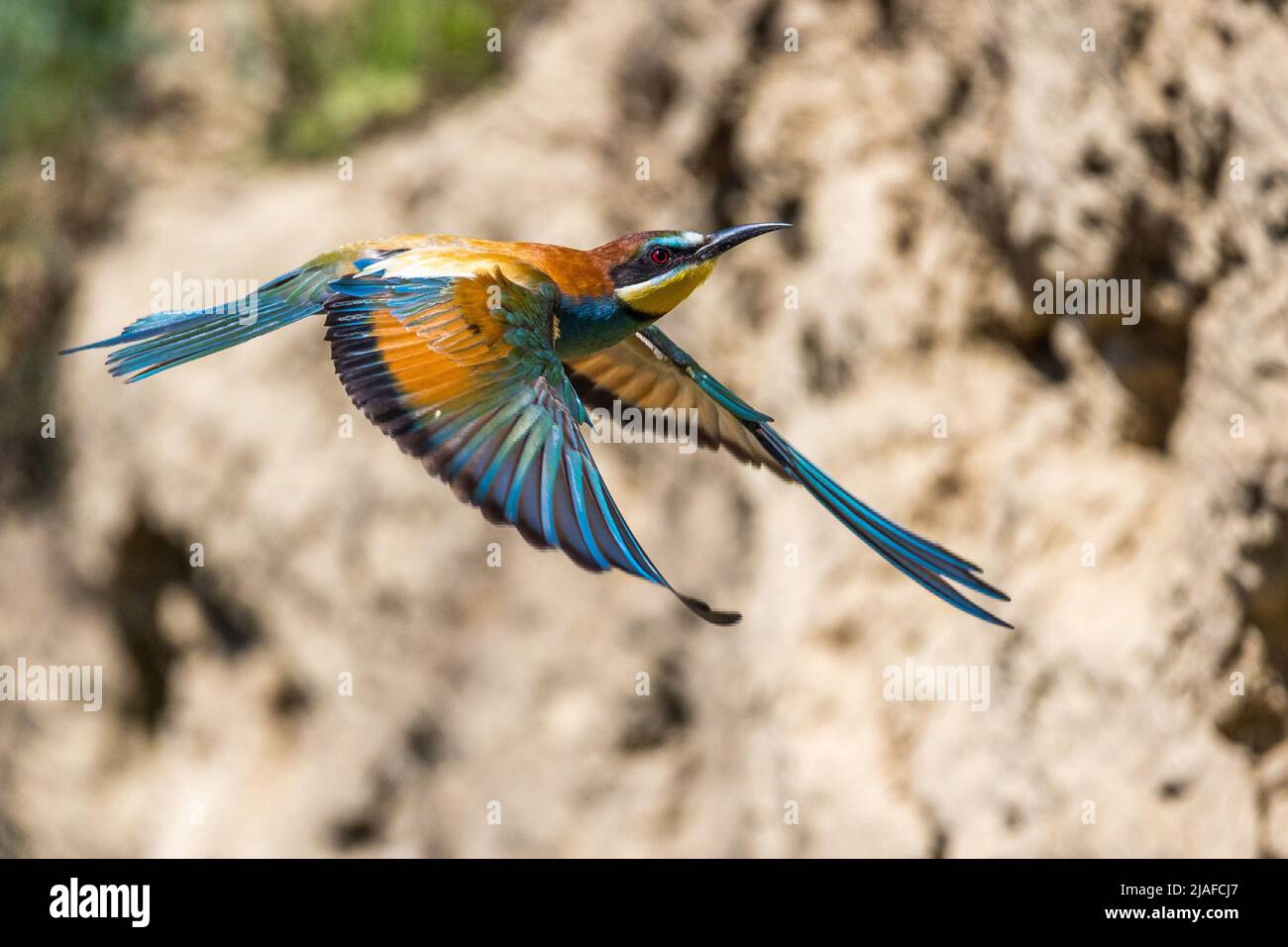European bee eater (Merops apiaster), in flight in front of a steep wall, side view, Germany, Baden-Wuerttemberg Stock Photo