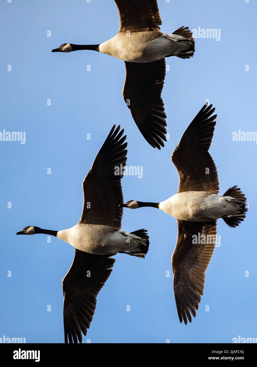Canada goose (Branta canadensis), three Canada geese in flight, Germany Stock Photo