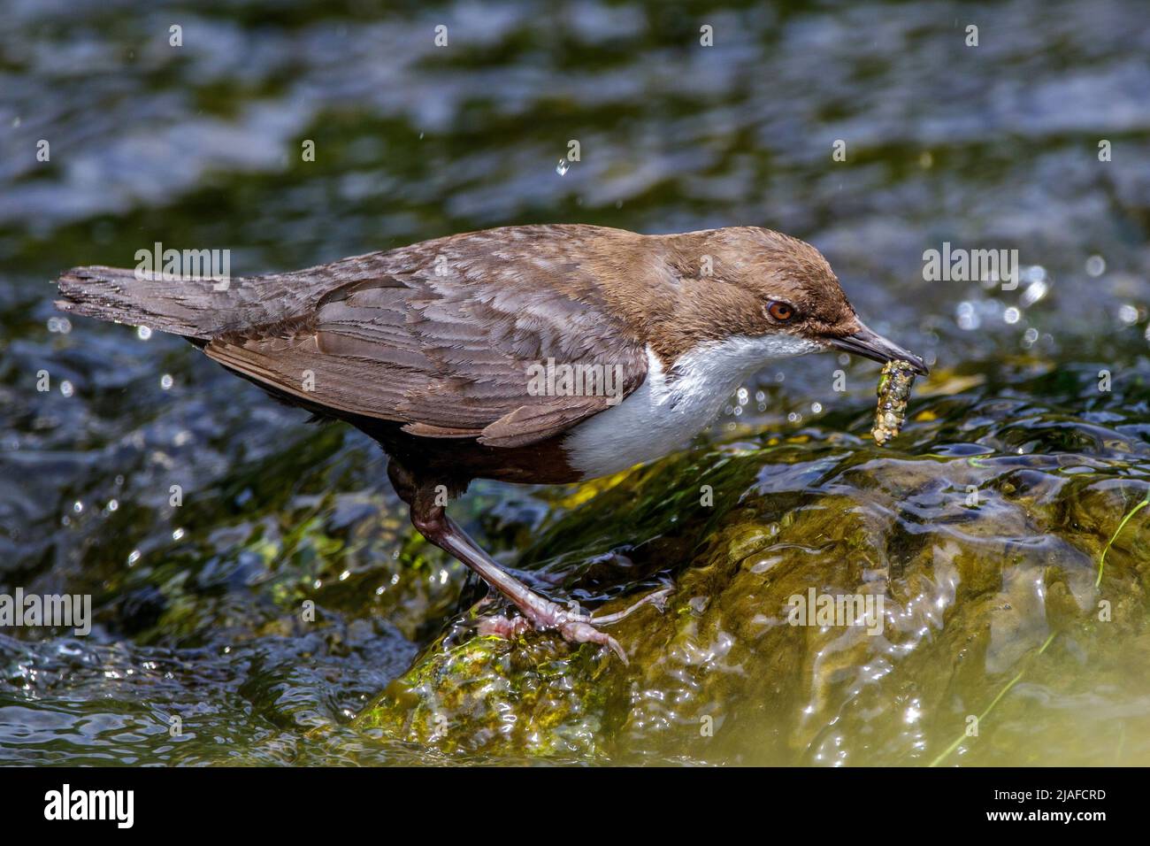 dipper, Cinclus cinclus perching on a stone in the brook with feed in the bill, side view, Germany, Baden-Wuerttemberg Stock Photo