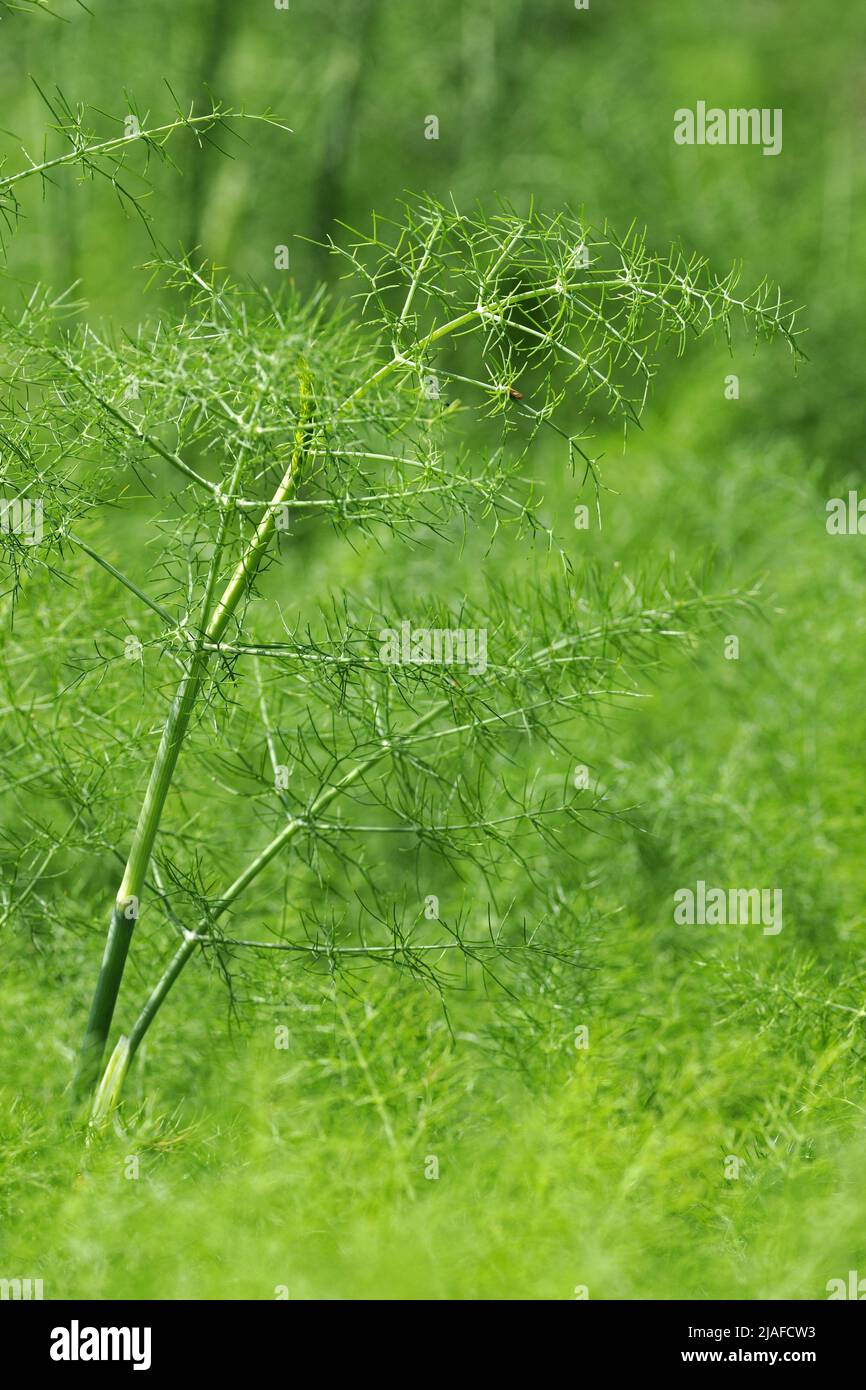 sweet fennel (Foeniculum vulgare, foeniculum), leaf Stock Photo