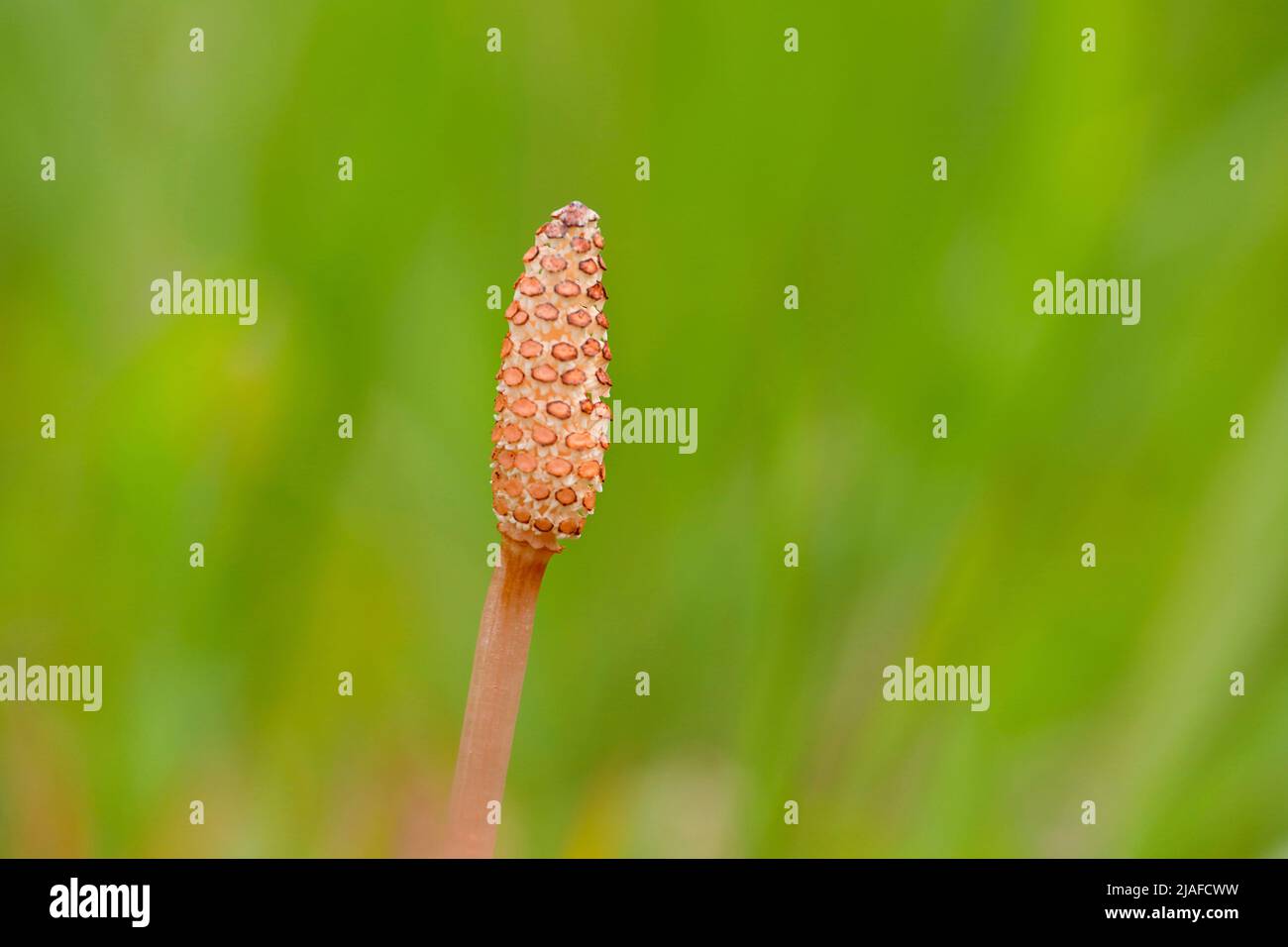 field horsetail (Equisetum arvense), fertile stem with cone, Germany Stock Photo