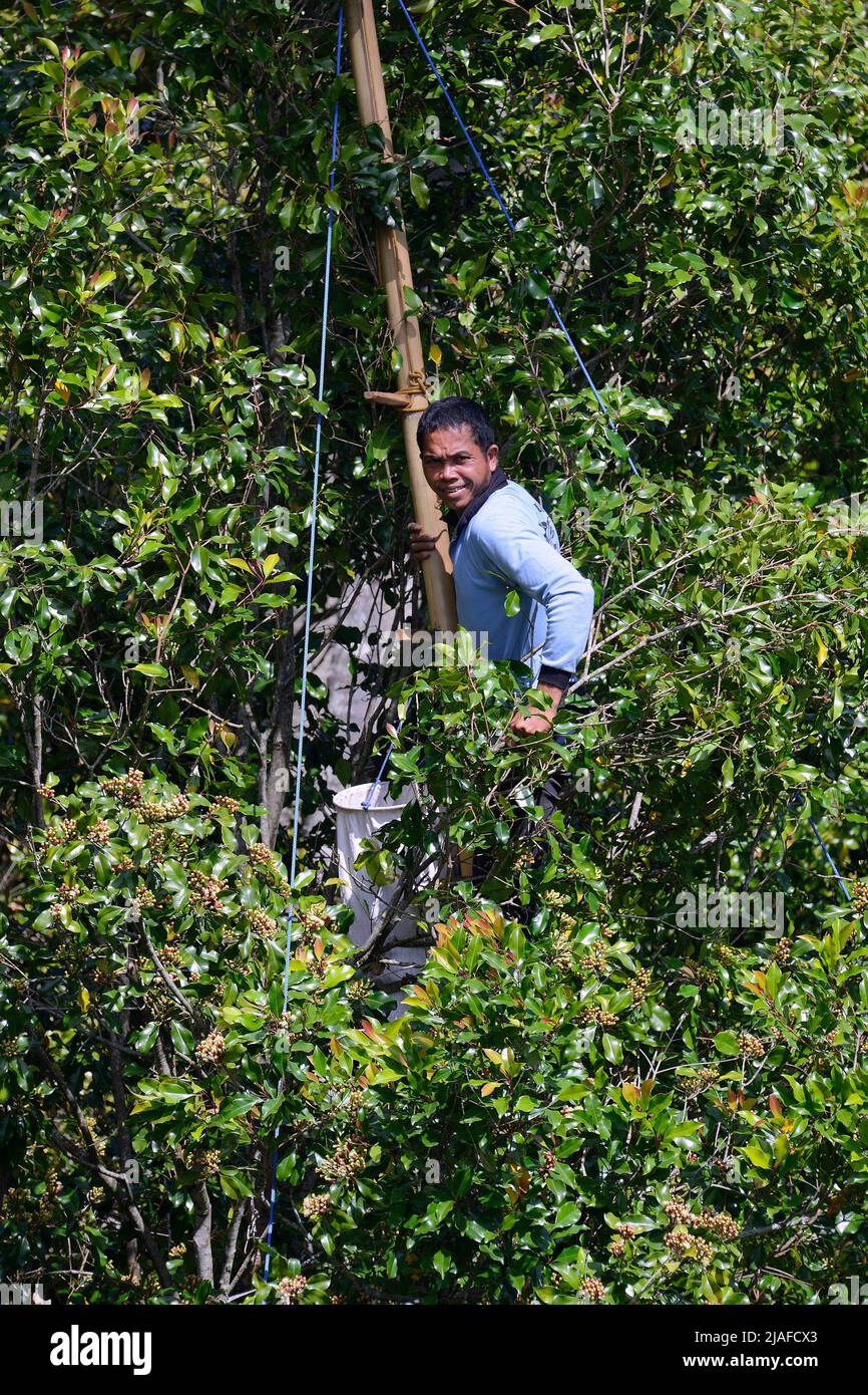 Clove (Syzygium aromaticum), Farmer harvests cloves from a tree, Indonesia, Bali, Munduk Stock Photo