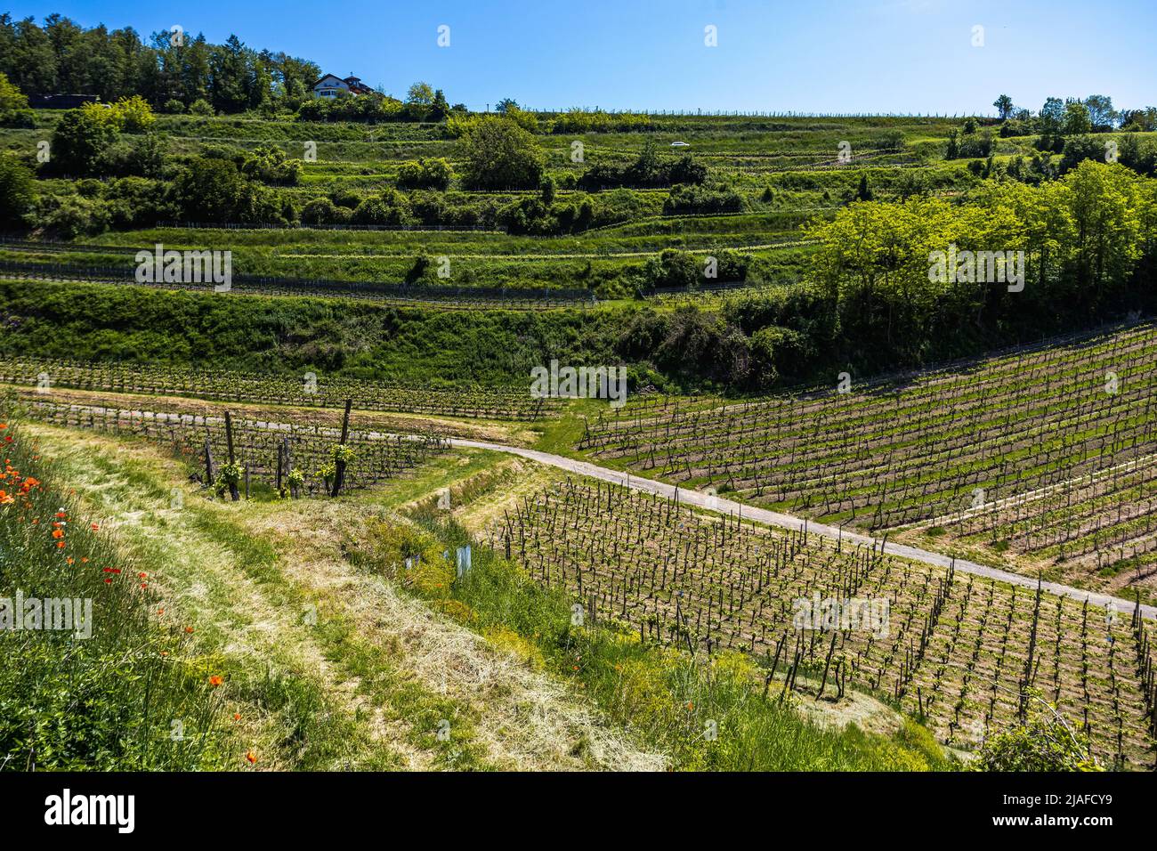 vineyards near Ihringen am Kaiserstuhl, Germany, Baden-Wuerttemberg Stock Photo