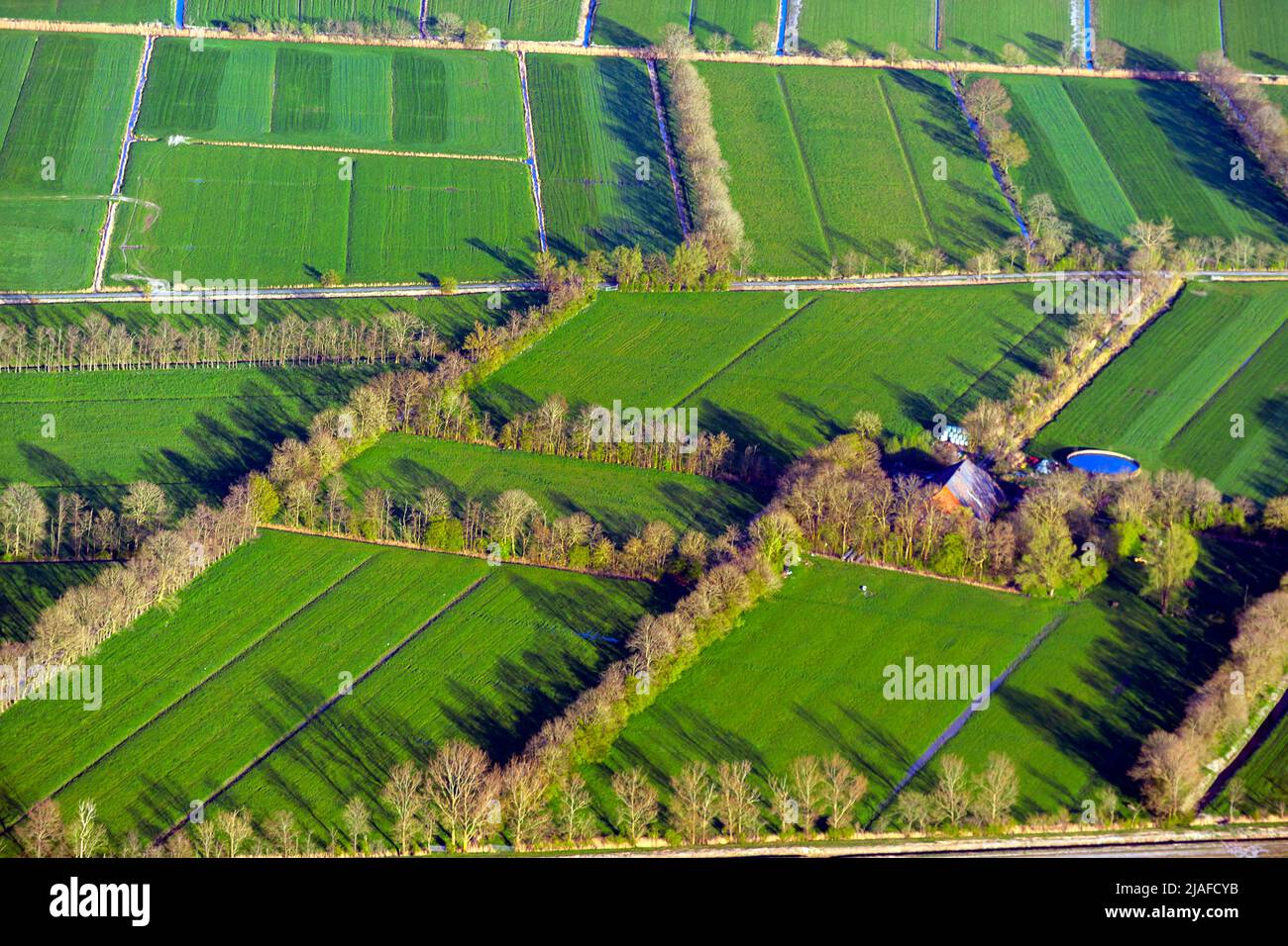 Cultural landscape near Butjadingen with rows of trees for wind protection, 04/18/2022, aerial view, Germany, Lower Saxony Stock Photo