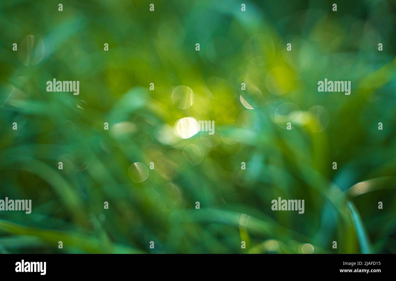Green grass with highlights, blurred background. Green background. Stock Photo