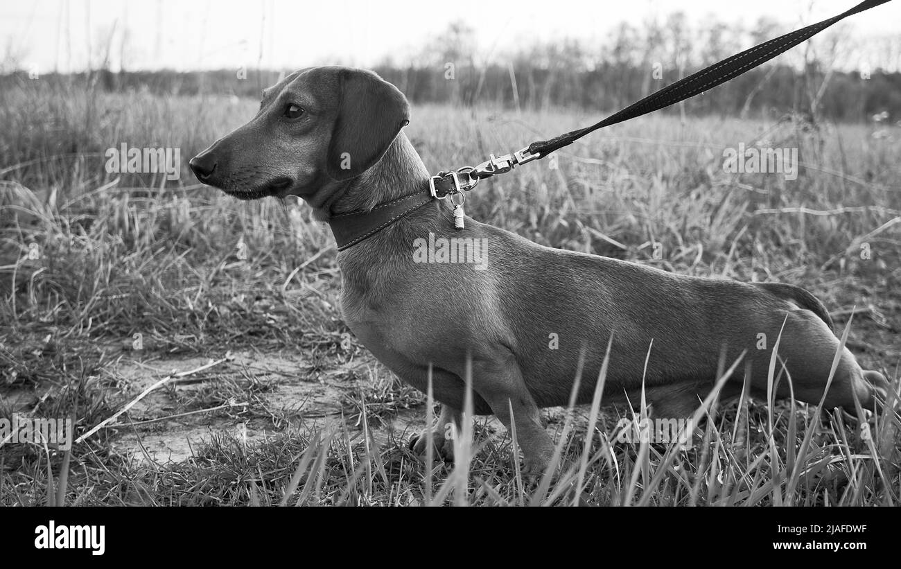 Dachshund dog stands in the grass and looks out for something. Hunting dog in nature Stock Photo