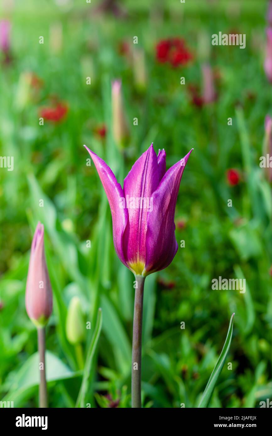 Purple tulip flower garden in spring. Pink tulips blooming flowers on flowerbed Stock Photo