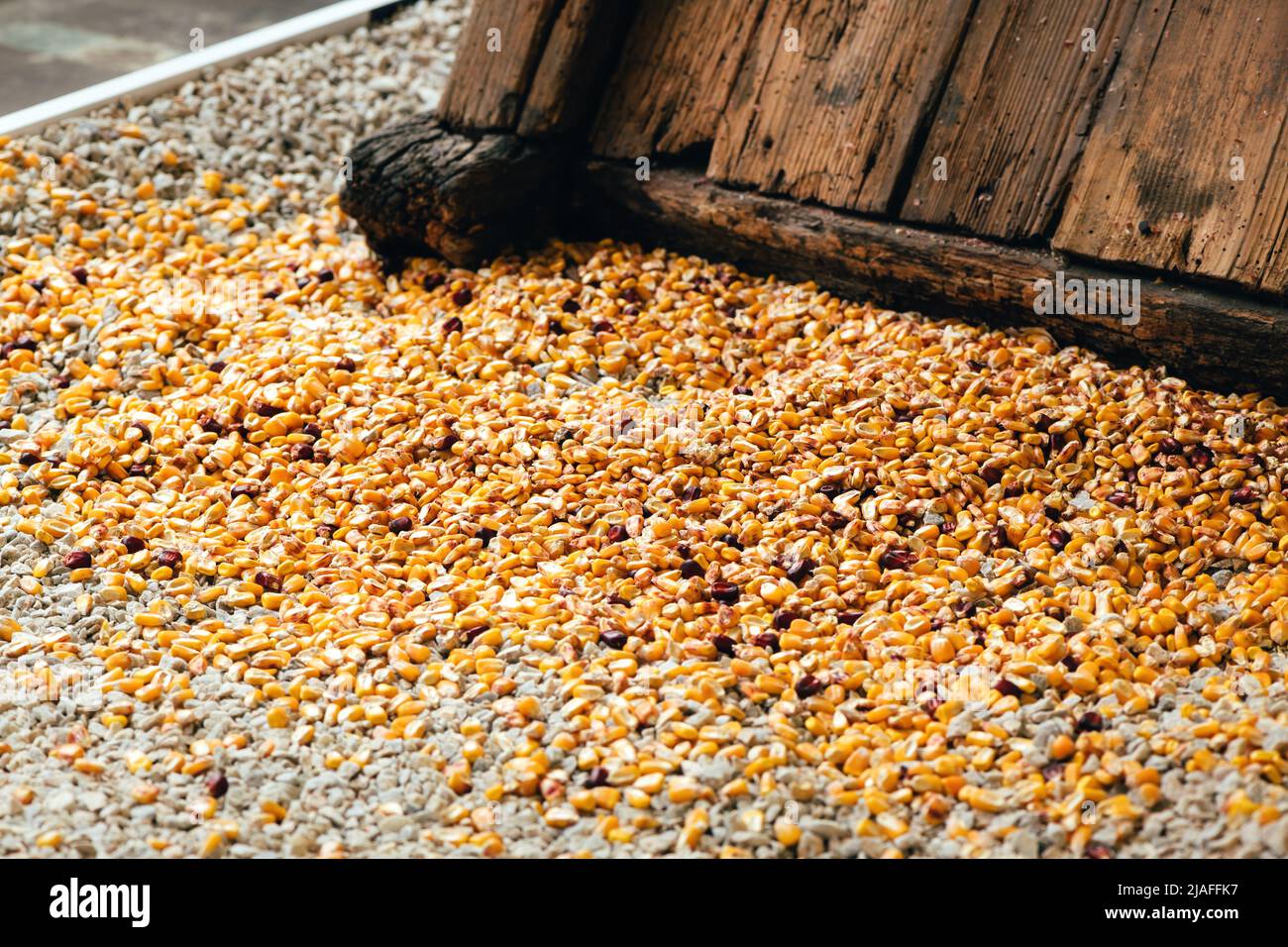 Vintage corn sheller or shucker used to separate kernels from the cob