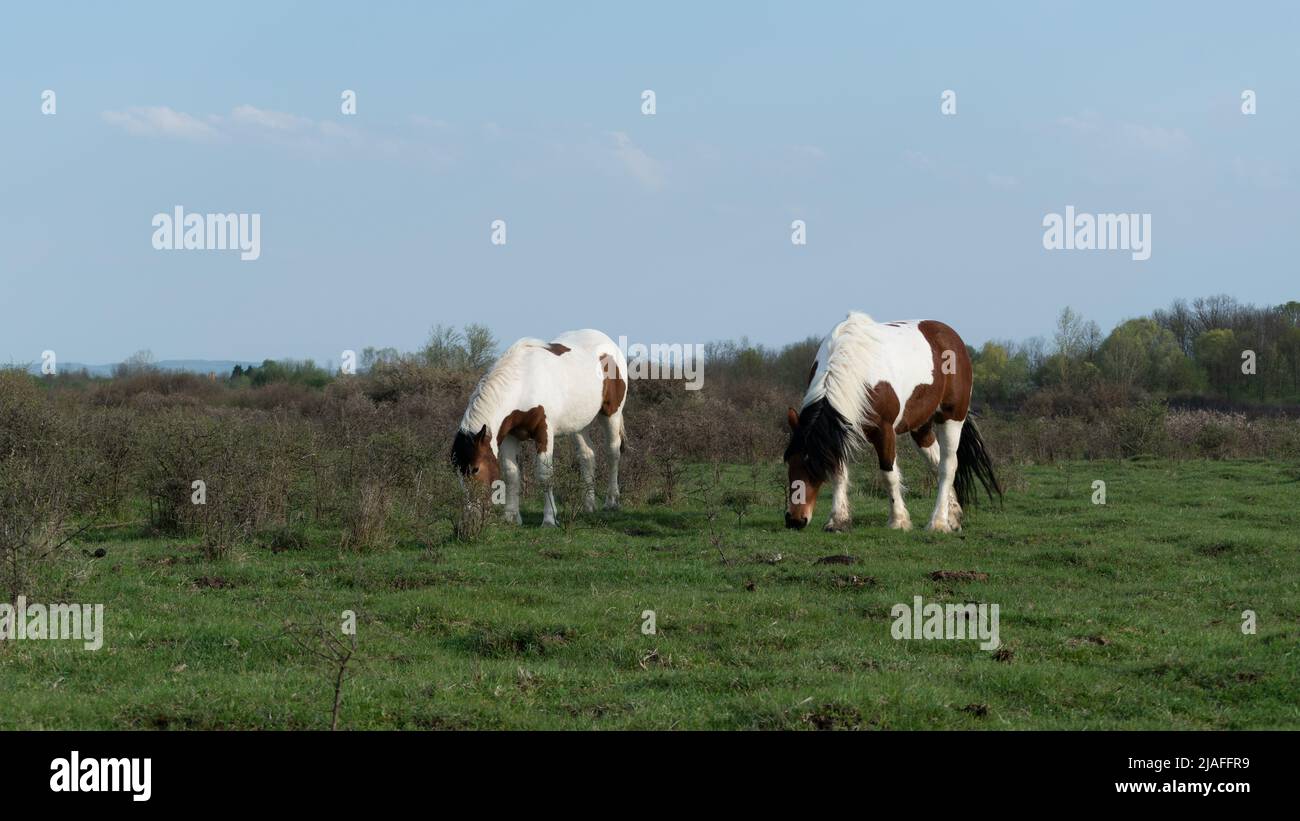 Front view of two horses while graze grass in pasture, mare and filly with white and brown hair Stock Photo