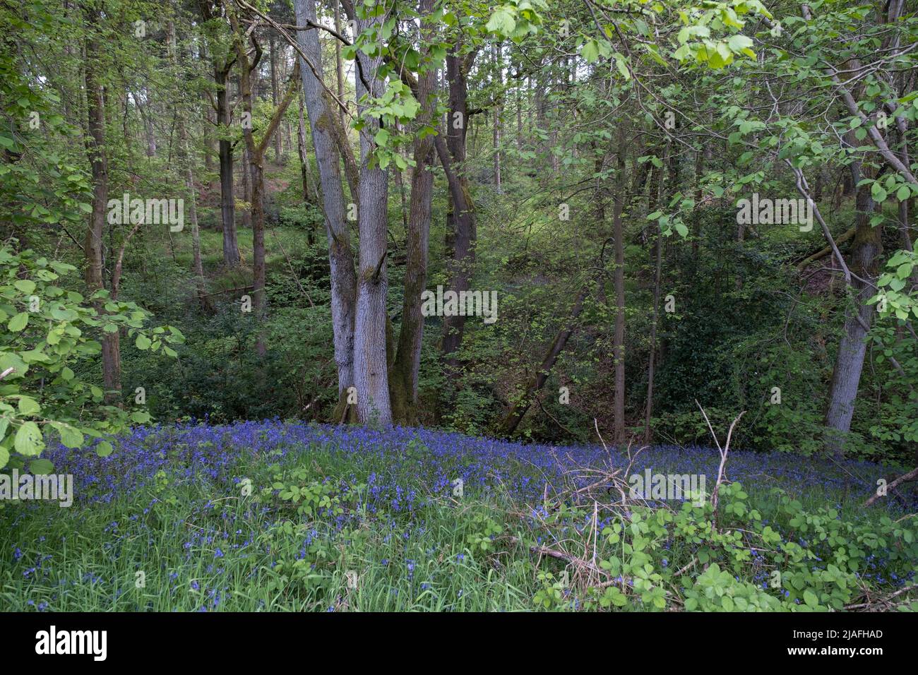 Bluebells in spring woodland on 14th May 2022 in Upper Arley, United Kingdom. Bluebells or H. non-scripta is particularly associated with ancient woodland where it may dominate the woodland floor to produce carpets of violet–blue flowers in bluebell woods, but also occurs in more open habitats in western regions. It is protected under UK law. Bannams Wood is a small piece of ancient woodland, part of the original Wildwood which coverered the UK many thousands of years ago. British wildwood, or simply the wildwood, is the wholly natural landscape which developed across major parts of England af Stock Photo