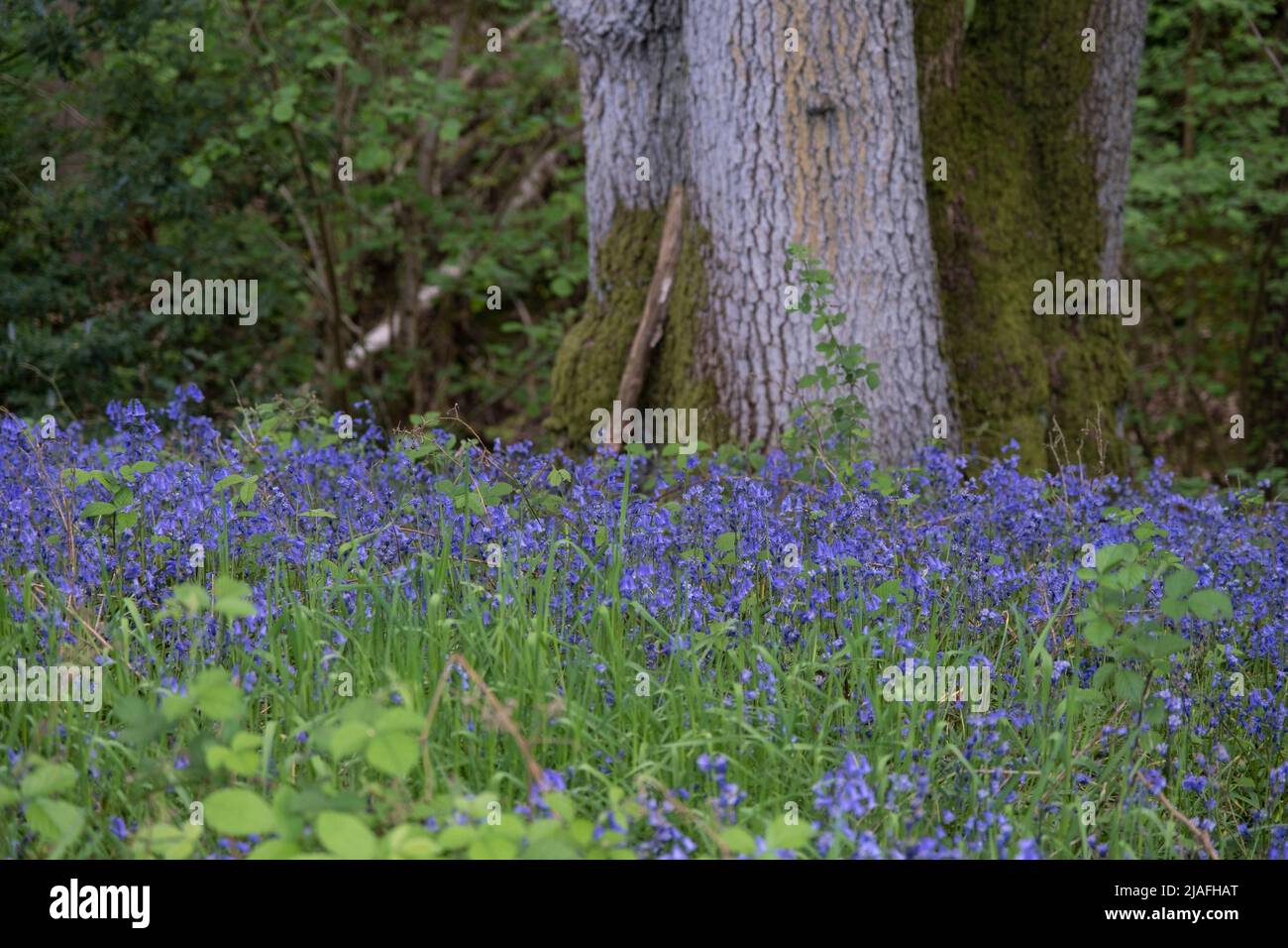 Bluebells in spring woodland on 14th May 2022 in Upper Arley, United Kingdom. Bluebells or H. non-scripta is particularly associated with ancient woodland where it may dominate the woodland floor to produce carpets of violet–blue flowers in bluebell woods, but also occurs in more open habitats in western regions. It is protected under UK law. Bannams Wood is a small piece of ancient woodland, part of the original Wildwood which coverered the UK many thousands of years ago. British wildwood, or simply the wildwood, is the wholly natural landscape which developed across major parts of England af Stock Photo