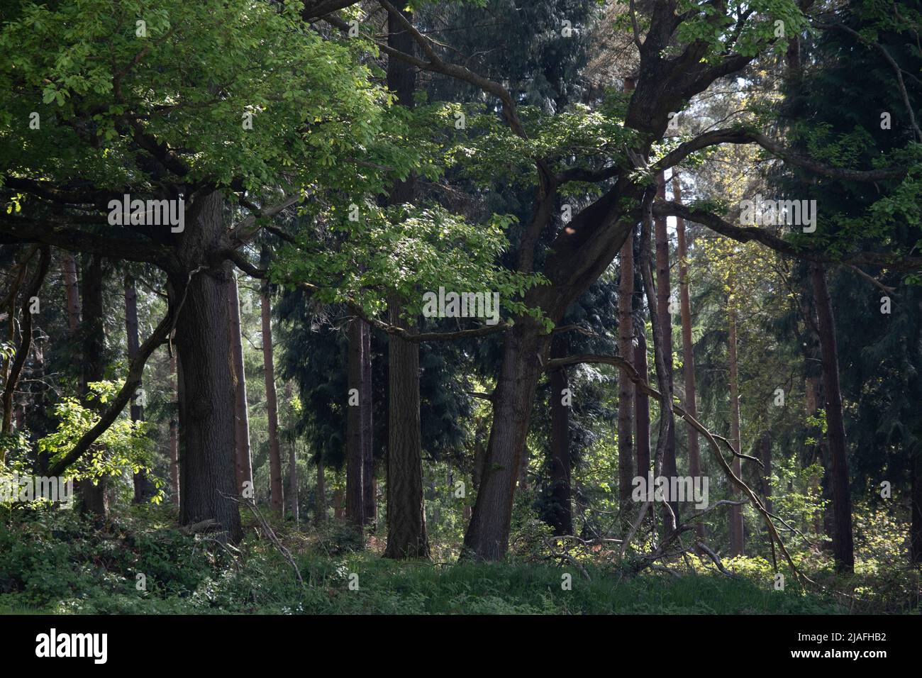 Woodland scene on 14th May 2022 in Upper Arley, United Kingdom. Upper Arley is a village and civil parish near Kidderminster in the Wyre Forest District of Worcestershire, England. Stock Photo