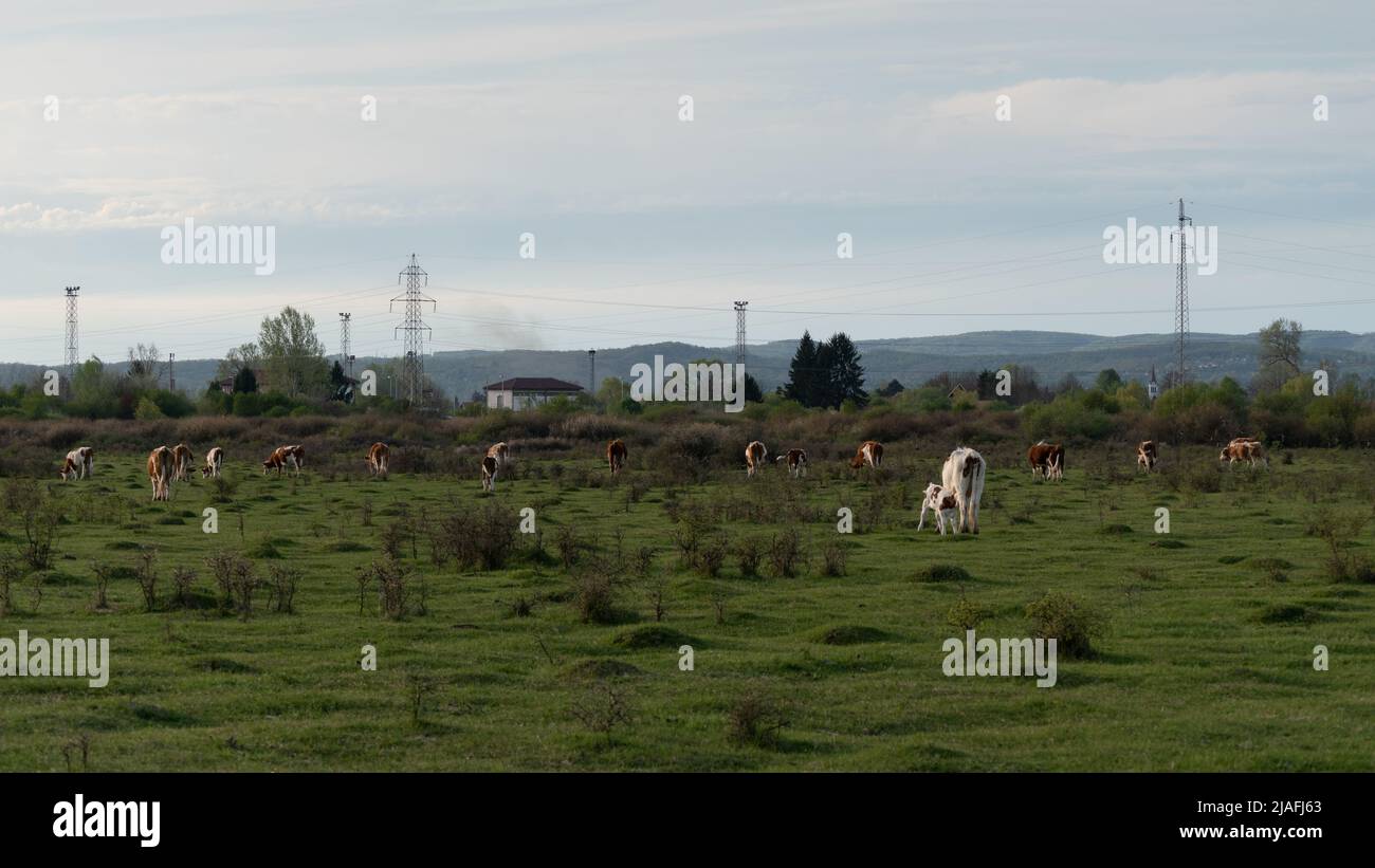 Scattered herd of cows grazing in pasture, cattle farming in free range during spring evening, domestic animals Stock Photo