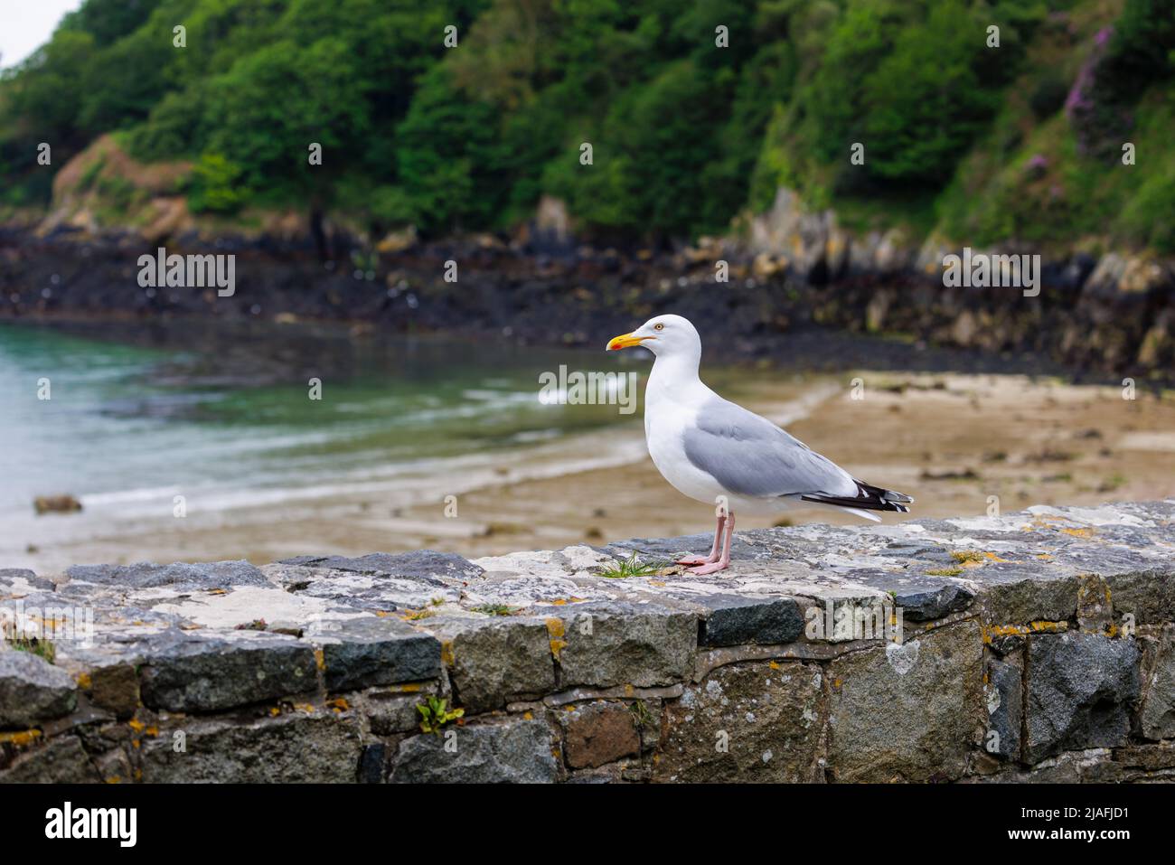 Large European Herring Gull (Larus argentatus) standing on a wall, Fermain Bay near St Peter Port on the east coast of Guernsey, Channel Islands, UK Stock Photo