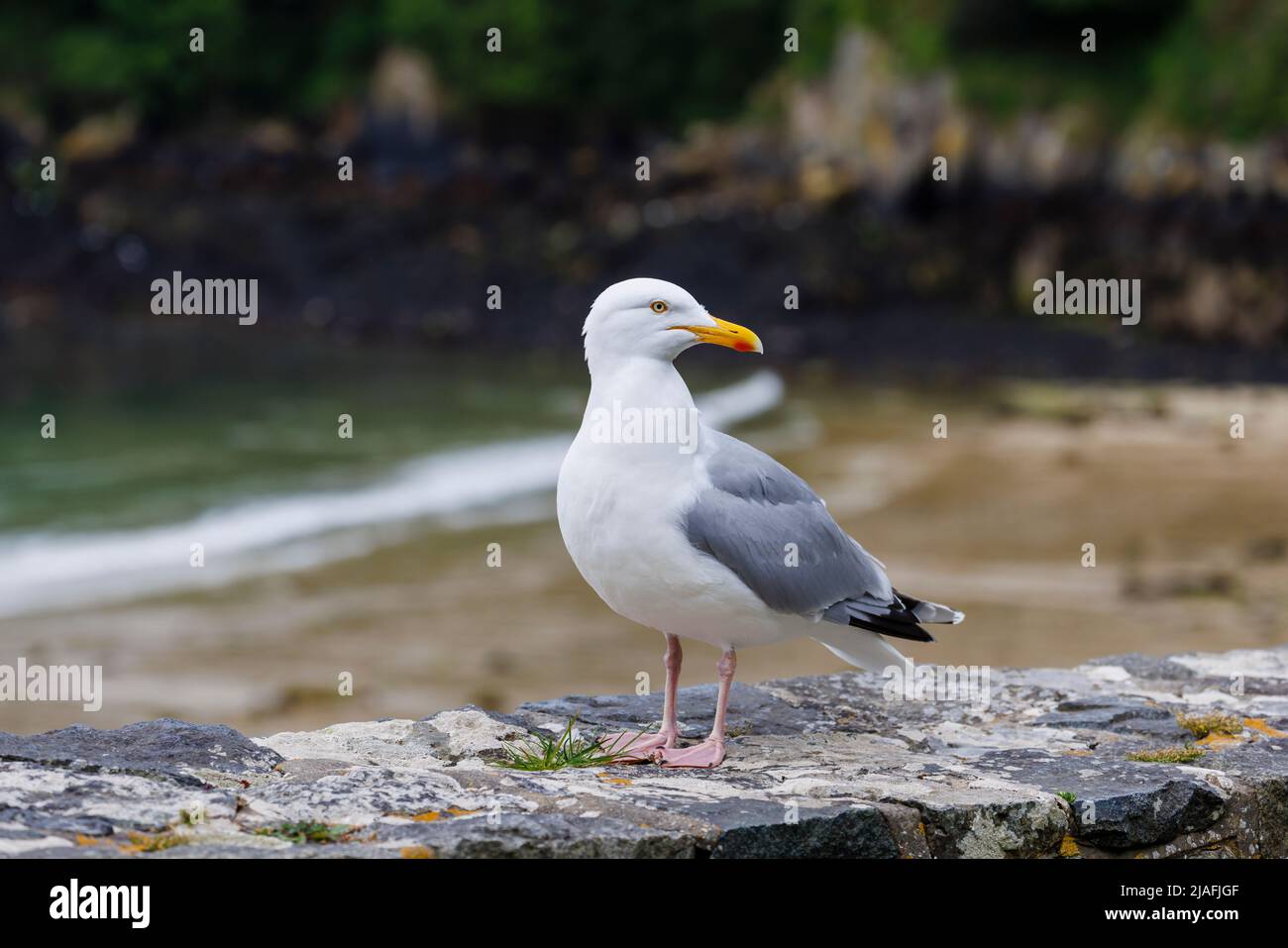Large European Herring Gull (Larus argentatus) standing on a wall, Fermain Bay near St Peter Port on the east coast of Guernsey, Channel Islands, UK Stock Photo