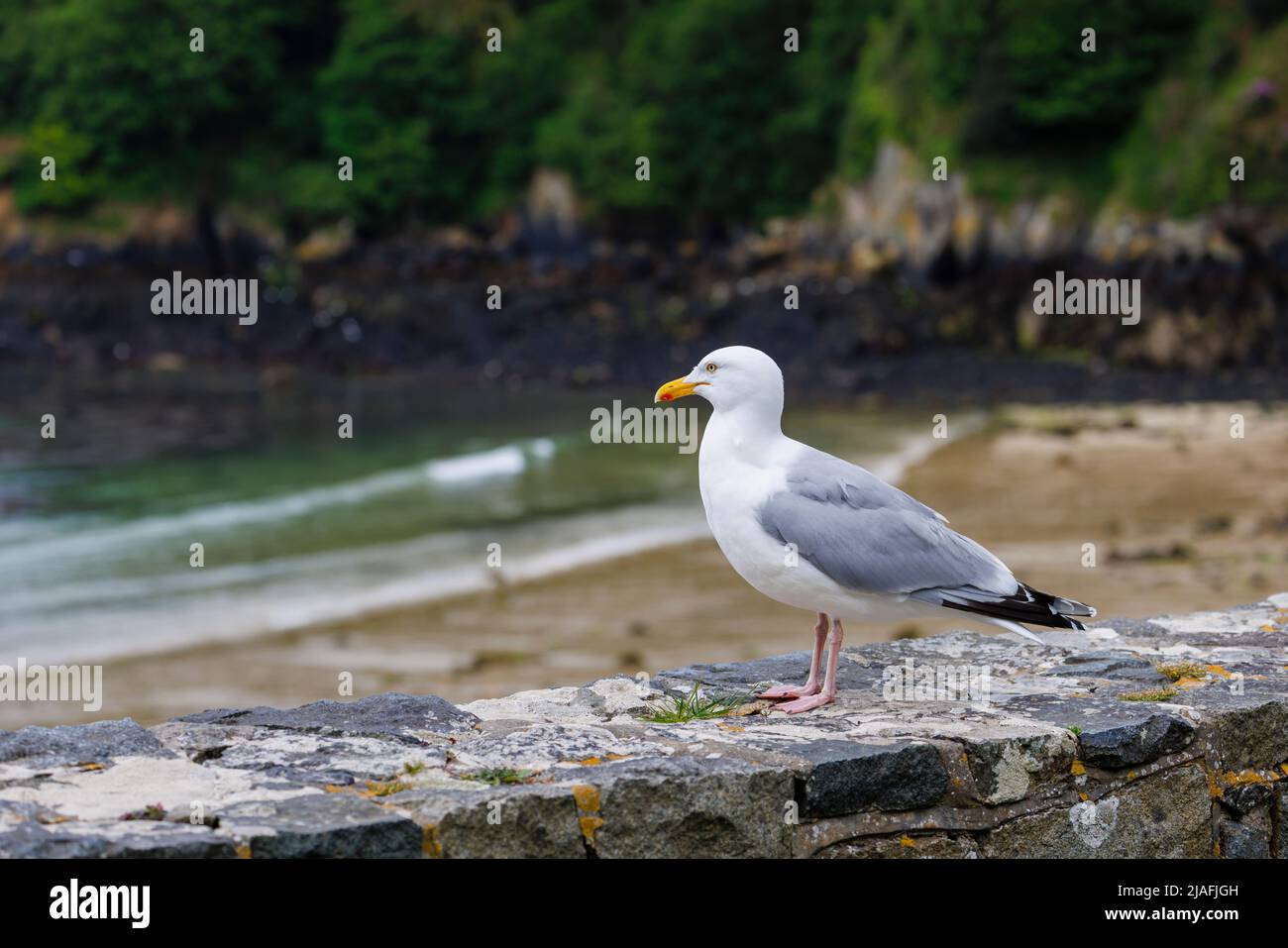Large European Herring Gull (Larus argentatus) standing on a wall, Fermain Bay near St Peter Port on the east coast of Guernsey, Channel Islands, UK Stock Photo