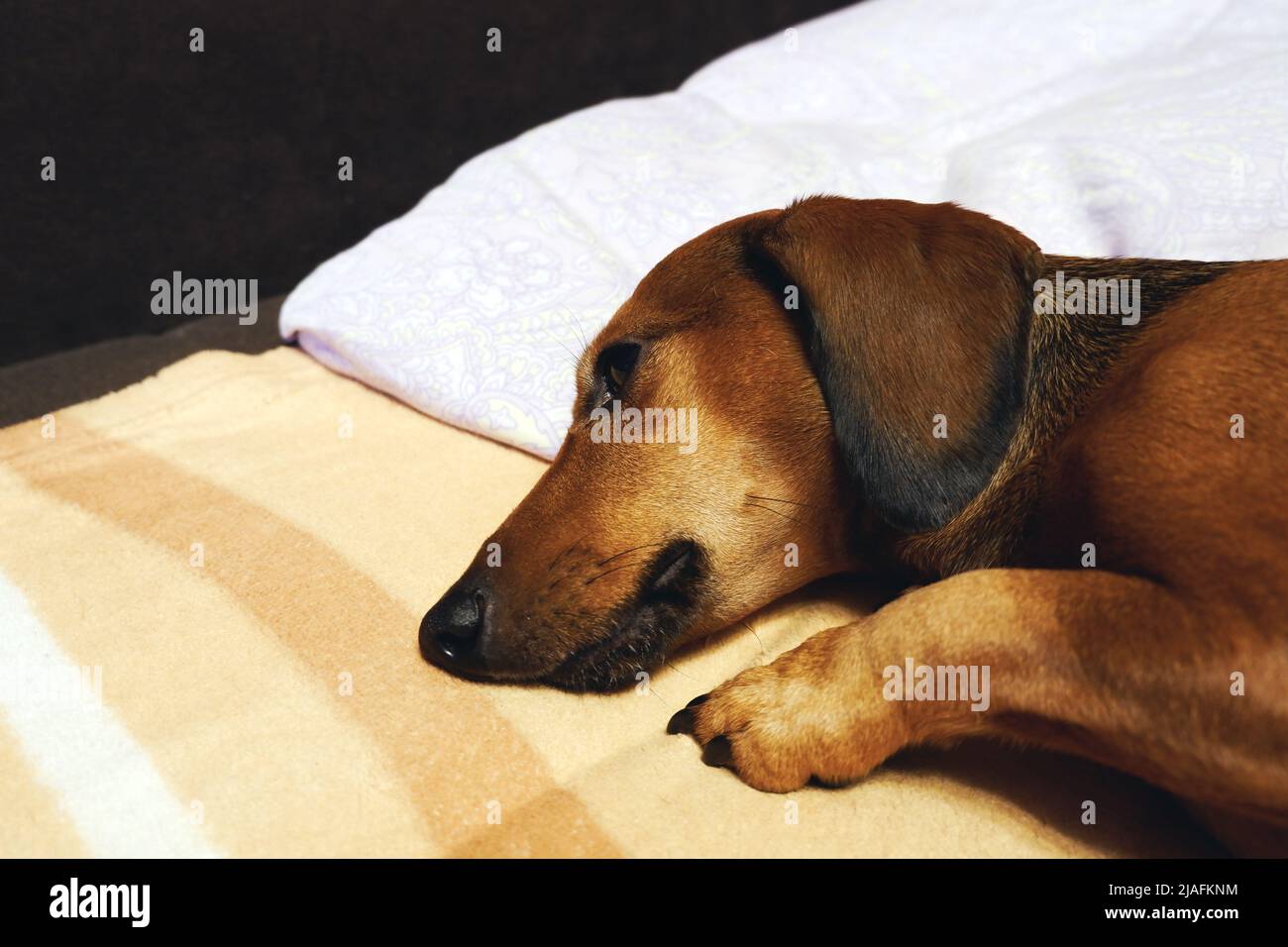 The dog is lying on the bed. Dog's head on a pillow. Brown smooth