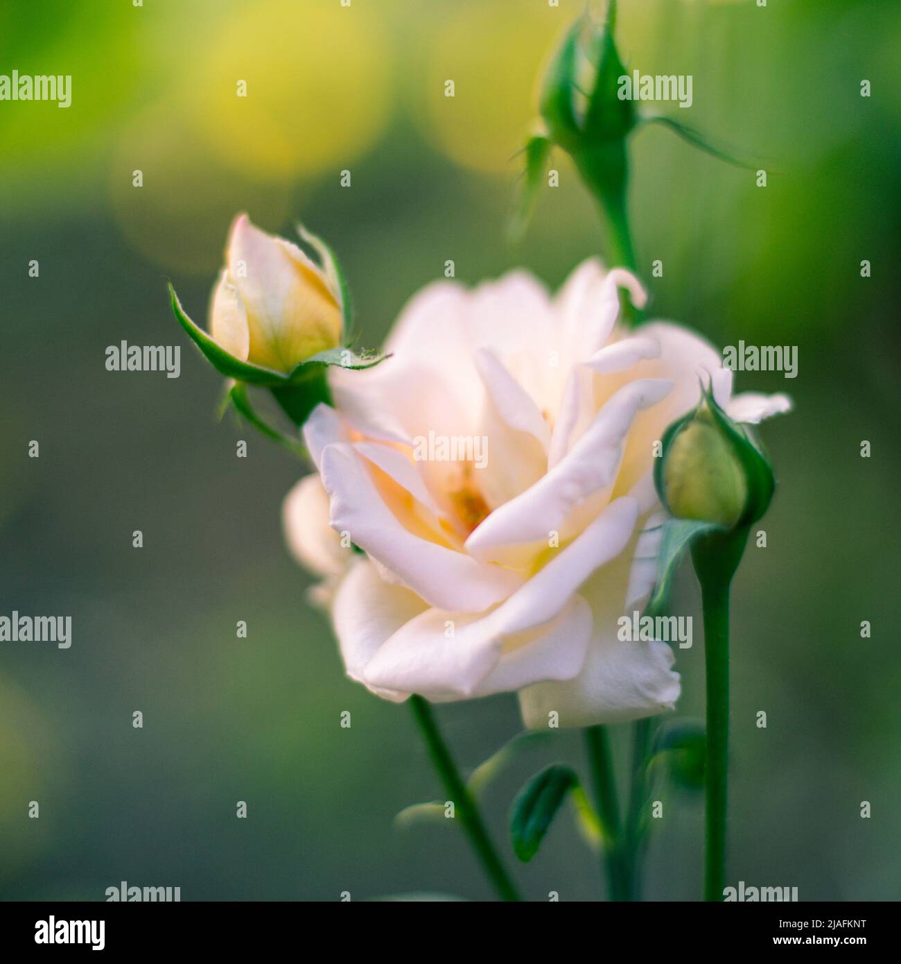 Creamy rose growing in the garden, a few closed buds and one open ...