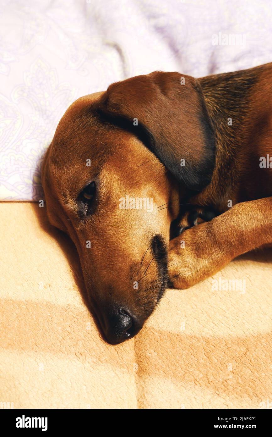 The dog is lying on the bed. Dog's head on a pillow. Brown smooth