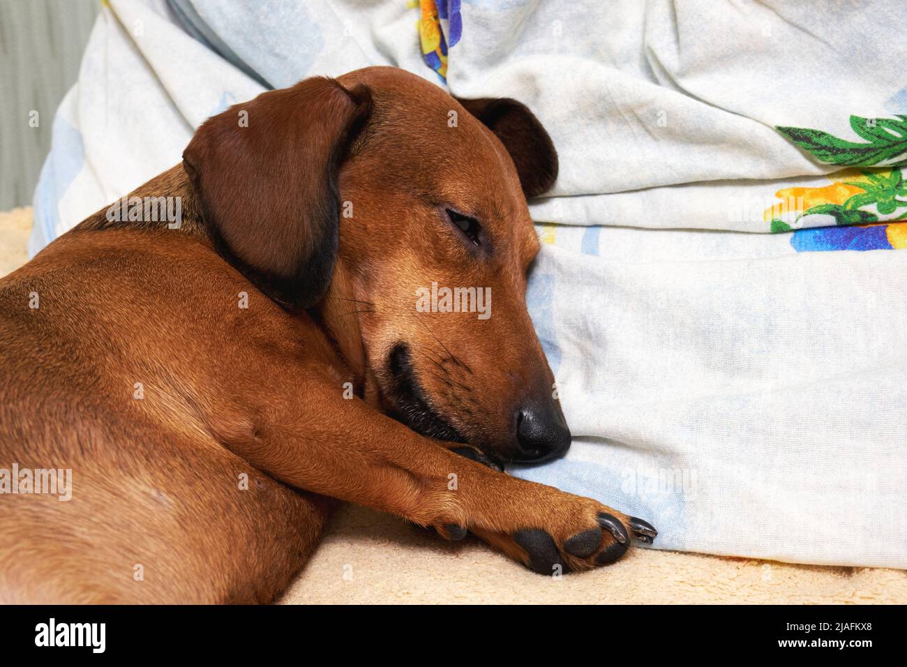 The dog is lying on the bed. Dog's head on a pillow. Brown smooth